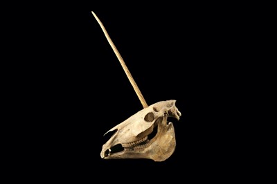 Lot 2 - A RARE UNICORN SKULL