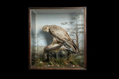 Lot 148 - TAXIDERMY: CASED COMMON BUZZARD (BUTEO BUTEO), ON WOOD PIGEON (COLUMBA PALUMBUS)