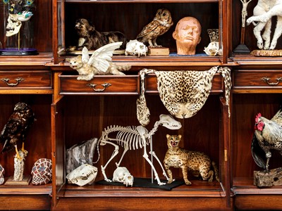 Lot 151 - TAXIDERMY / OSTEOLOGY: ARTICULATED DOMESTIC DOG (CANIS FAMILIARIS) SKELETON