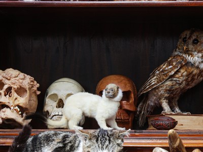 Lot 139 - TAXIDERMY: ‘MAN-FACED STOAT (MUSTELA SAPIENS)'