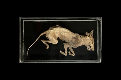 Lot 159 - AN UNUSUAL MUMMIFIED DOG, DISPLAYED IN METAL ‘COFFIN’