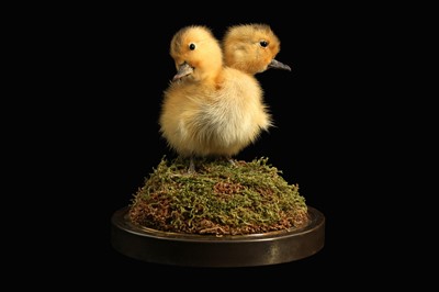 Lot 160 - TAXIDERMY: FREAK ‘TWO-HEADED DUCKLING’ GAFF IN GLASS DOME