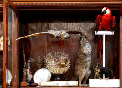 Lot 146 - TAXIDERMY: PORCUPINEFISH, AKA A PUFFERFISH OR BLOWFISH