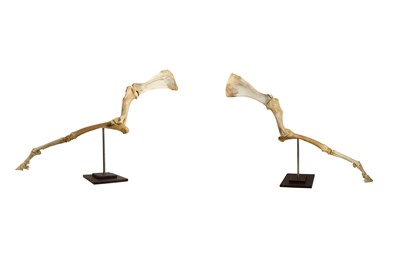 Lot 193 - TAXIDERMY / OSTEOLOGY: PAIR OF HORSE SKELETAL LEGS ON STANDS