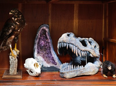 Lot 152 - NATURAL HISTORY: MODEL ‘TYRANNOSAURUS REX’ DINOSAUR SKULL, MODERN