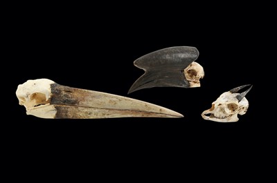 Lot 158 - NATURAL HISTORY: THREE VARIOUS BIRD SKULLS