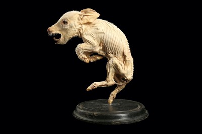 Lot 93 - A MUMMIFIED PIGLET