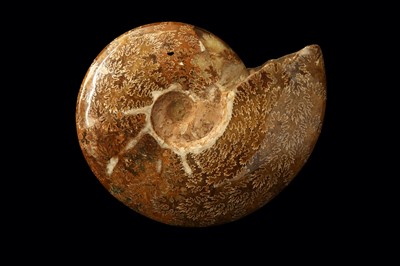 Lot 259 - AN AMMONITE ON STAND