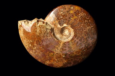 Lot 260 - A POLISHED AMMONITE