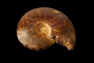 Lot 258 - A POLISHED AMMONITE