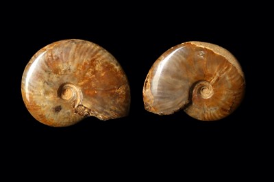 Lot 261 - TWO OPALISED AMMONITES