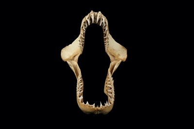 Lot 157 - NATURAL HISTORY INTEREST: A SHARK JAW BONE AND TEETH