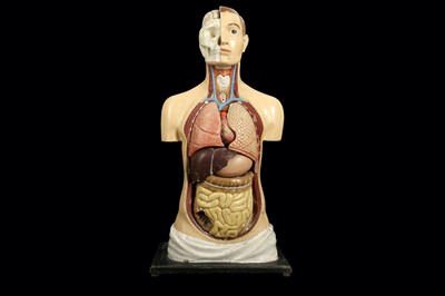 Lot 127 - A 1940'S-50'S MALE ANATOMICAL MODEL