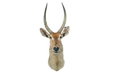 Lot 206 - A TAXIDERMY WATERBUCK SHOULDER MOUNT