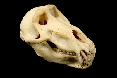 Lot 277 - A BABOON SKULL
