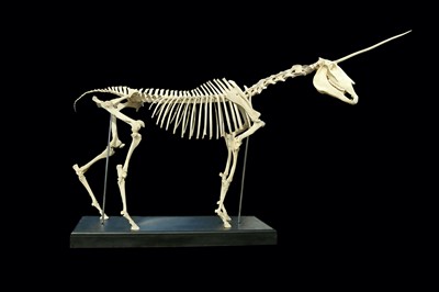 Lot 106 - A FULL UNICORN SKELETON