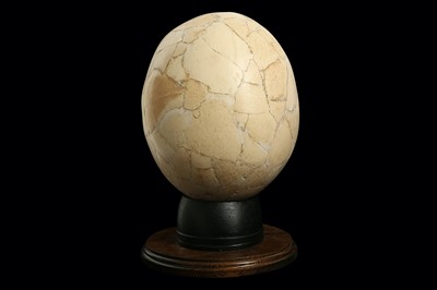 Lot 107 - AN ELEPHANT BIRD EGG, MADAGASCAR, PRE 17TH CENTURY
