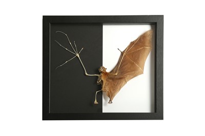 Lot 227 - A LESSER SHORT-NOSED FRUIT BAT CYNOPTEROUS BRACHYOTIS)