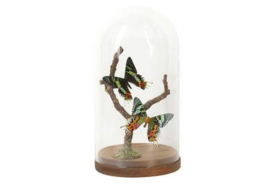 Lot 234 - TAXIDERMY/ENTOMOLOGY: A PAIR OF MADAGASCAN  SUNSET MOTHS, (CHRYSIRIDIA RHIPHEUS)