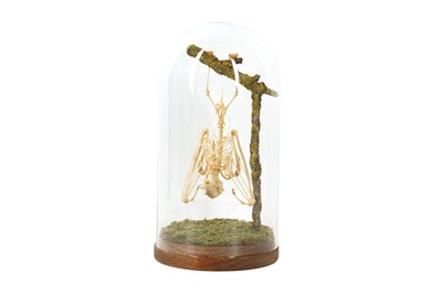 Lot 236 - TAXIDERMY / OSTEOLOGY: ROUSETTE FRUIT BAT (ROSETTUS LESCHENAULTII) SKELETON IN DOME