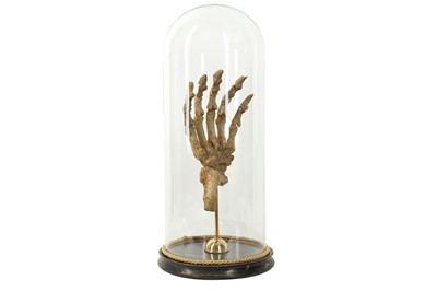 Lot 237 - FOSSIL: EXTINCT CAVE BEAR (URSUS SPELAEUS) SKELETON PAW