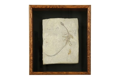 Lot 238 - FOSSIL: RARE FOSSIL REPTILE DINOSAUR (HYPHALOSAURUS LINGYUANENSIS AKA SINOHYDROSAURUS) CRETACEOUS AGE~125 MILLION YEARS AGO