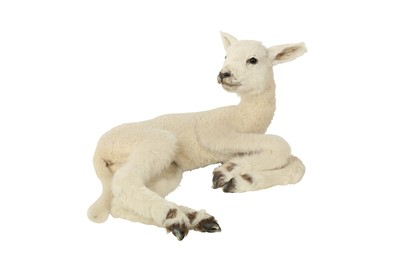 Lot 241 - TAXIDERMY: LAYING SPRING LAMB