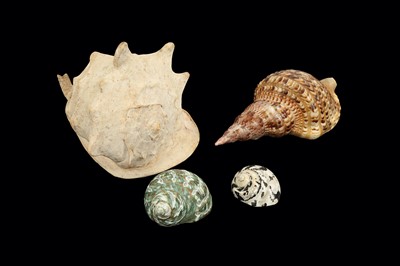 Lot 242 - COLLECTION OF LARGE EXOTIC SEA SHELLS