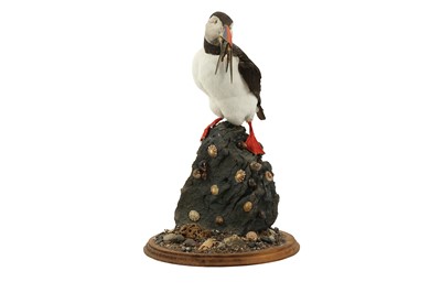 Lot 244 - TAXIDERMY: ATLANTIC PUFFIN (FRATERCULA ARCTICA), LATE 20TH CENTURY