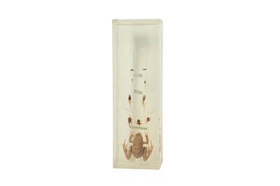 Lot 246 - WET SPECIMEN: LIFE CYCLE OF A FROG BY T.GERRARD & CO LTD, LONDON, MID 20TH CENTURY
