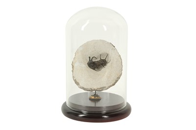 Lot 247 - FOSSIL: A CERATARGES TRILOBITE IN GLASS DOME, DENOVIAN AGE~340 MILLION YEARS OLD