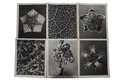 Lot 430 - Karl Blossfeldt (1866-1932)