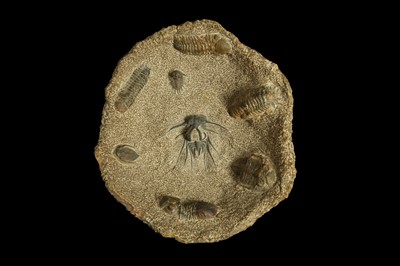 Lot 276 - A TRILOBITE FOSSIL BOWL