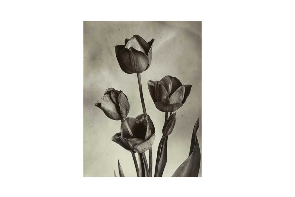 Lot 128 - Charles Jones (1866-1959)