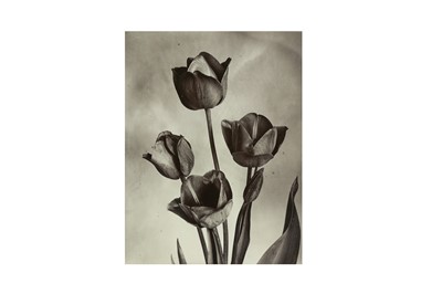 Lot 128 - Charles Jones (1866-1959)