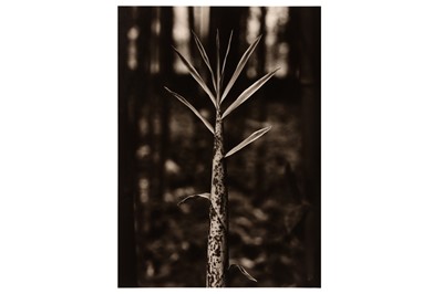 Lot 262 - Jean Dieuzade (1921-2003)