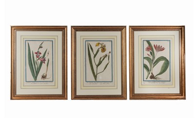 Lot 623 - Bonelli (Giorgio)  Six plates from the Hortus Romanus, [1772 -93]