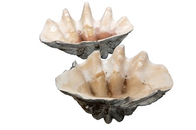 Lot 272 - TWO LARGE GIANT CLAM SHELLs (TRIDACNA GIGAS)