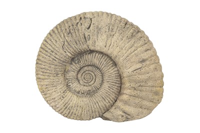 Lot 314 - A GIANT AMMONITE FOSSIL, ALTAS MOUNTAINS, MOROCCO