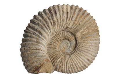 Lot 313 - A GIANT AMMONITE FOSSIL, ALTAS MOUNTAINS, MOROCCO