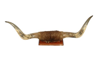 Lot 260 - TAXIDERMY: A PAIR OF HIGHLAND CATTLE HORNS