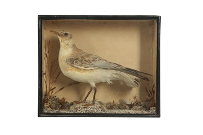 Lot 265 - TAXIDERMY: A BLACK HEADED GULL, 19TH CENTURY