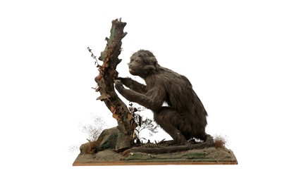Lot 263 - TAXIDERMY: A CAPUCHIN MONKEY