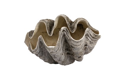 Lot 135 - A PAIR OF GIANT CLAM SHELLS (TRIDACNA GIGAS)