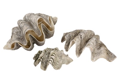 Lot 134 - FOUR GIANT CLAM SHELLS  (TRIDACNA GIGAS)