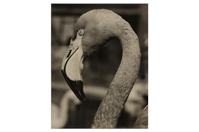 Lot 147 - London Zoo birds, c.1960s