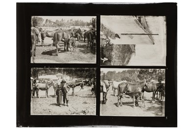 Lot 127 - Martin Munkàcsi (1896-1963)