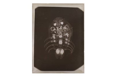 Lot 114 - Scientific negatives c.1904-1906