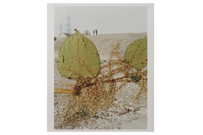 Lot 216 - Stephen Gill b.1971