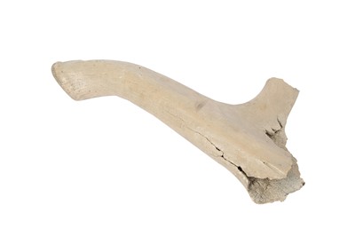 Lot 290 - A SECTION OF FOSSILIZED IRISH ELK (MEGALOCEROS GIGANTEUS) ANTLERS